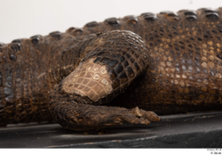 Leg Crocodile Animal photo references